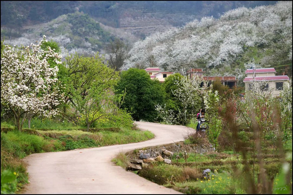 【春天，广西桂林灌阳县向您发出邀请！】我们在灌阳看梨花 - 游山玩水 - 乌海生活社区 - 乌海28生活网 wuhai.28life.com