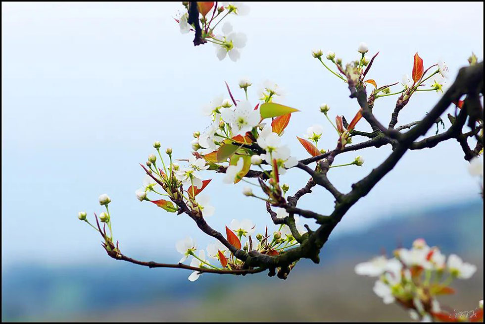 【春天，广西桂林灌阳县向您发出邀请！】我们在灌阳看梨花 - 游山玩水 - 乌海生活社区 - 乌海28生活网 wuhai.28life.com