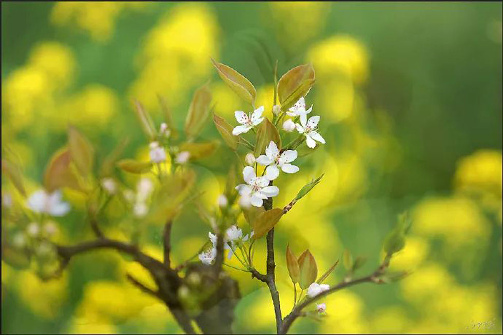 【春天，广西桂林灌阳县向您发出邀请！】我们在灌阳看梨花 - 游山玩水 - 乌海生活社区 - 乌海28生活网 wuhai.28life.com