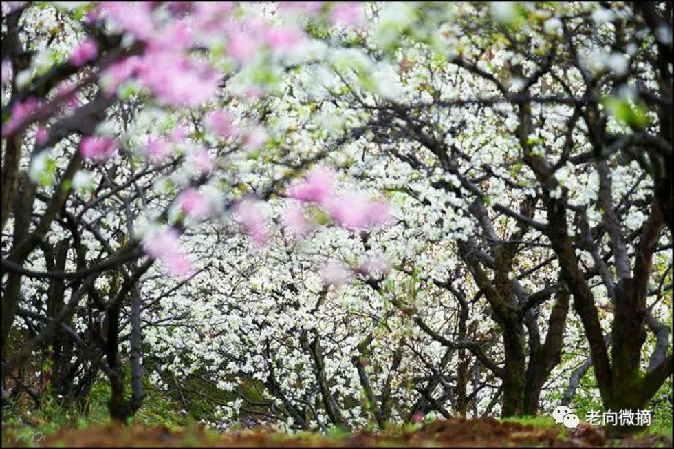 【春天，广西桂林灌阳县向您发出邀请！】我们在灌阳看梨花 - 游山玩水 - 乌海生活社区 - 乌海28生活网 wuhai.28life.com