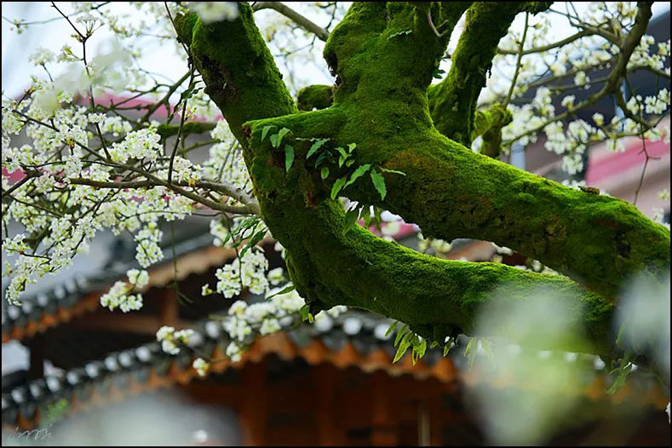 【春天，广西桂林灌阳县向您发出邀请！】我们在灌阳看梨花 - 游山玩水 - 乌海生活社区 - 乌海28生活网 wuhai.28life.com