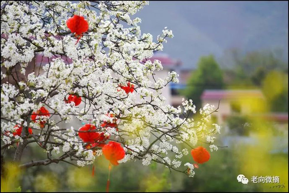 【春天，广西桂林灌阳县向您发出邀请！】我们在灌阳看梨花 - 游山玩水 - 乌海生活社区 - 乌海28生活网 wuhai.28life.com