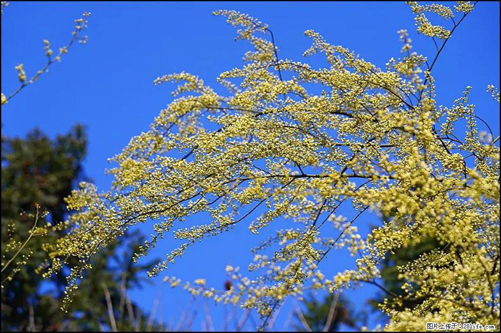 【春天，广西桂林灌阳县向您发出邀请！】米珠山前有片山苍子花在飘香 - 游山玩水 - 乌海生活社区 - 乌海28生活网 wuhai.28life.com