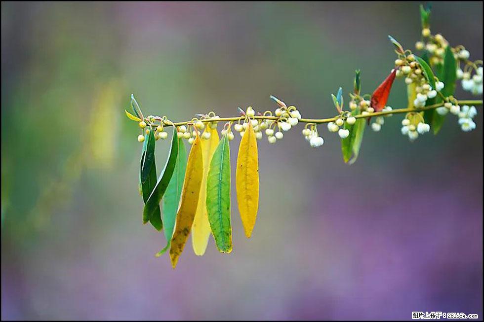 【春天，广西桂林灌阳县向您发出邀请！】米珠山前有片山苍子花在飘香 - 游山玩水 - 乌海生活社区 - 乌海28生活网 wuhai.28life.com