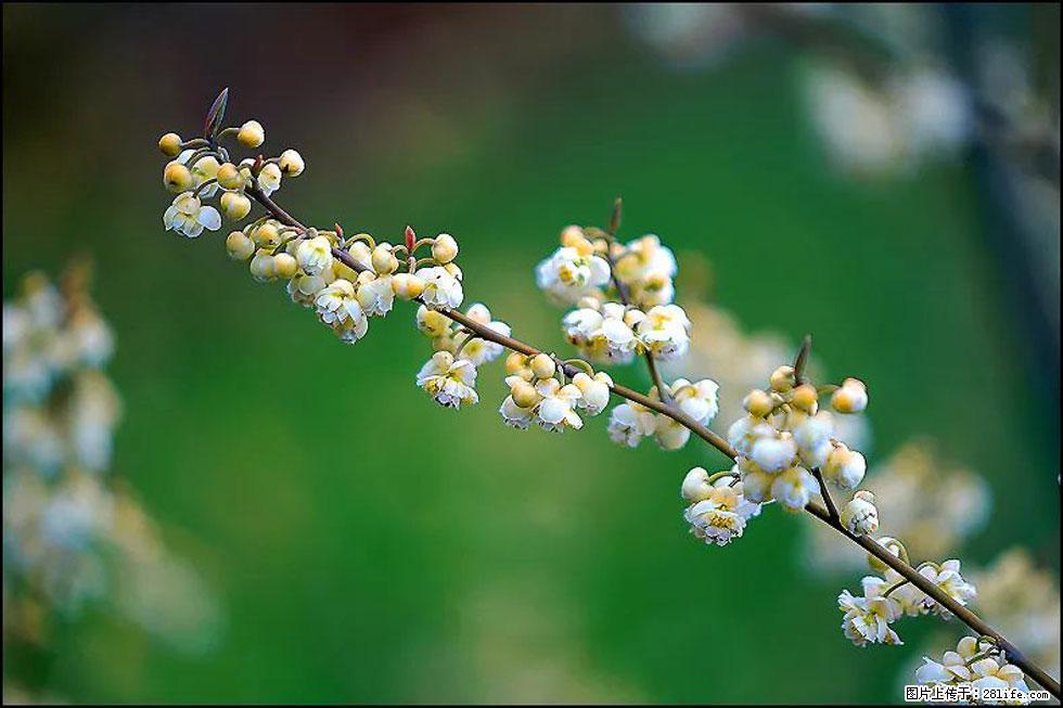【春天，广西桂林灌阳县向您发出邀请！】米珠山前有片山苍子花在飘香 - 游山玩水 - 乌海生活社区 - 乌海28生活网 wuhai.28life.com