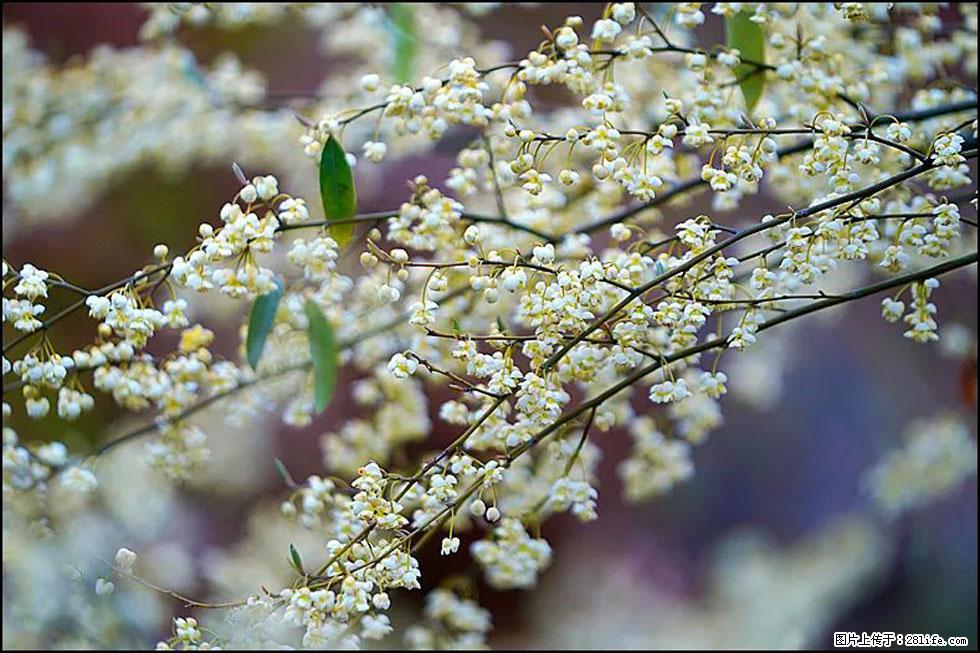 【春天，广西桂林灌阳县向您发出邀请！】米珠山前有片山苍子花在飘香 - 游山玩水 - 乌海生活社区 - 乌海28生活网 wuhai.28life.com