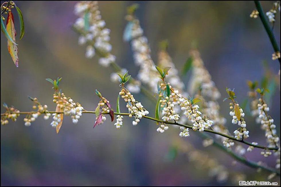 【春天，广西桂林灌阳县向您发出邀请！】米珠山前有片山苍子花在飘香 - 游山玩水 - 乌海生活社区 - 乌海28生活网 wuhai.28life.com
