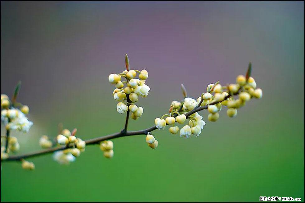 【春天，广西桂林灌阳县向您发出邀请！】米珠山前有片山苍子花在飘香 - 游山玩水 - 乌海生活社区 - 乌海28生活网 wuhai.28life.com