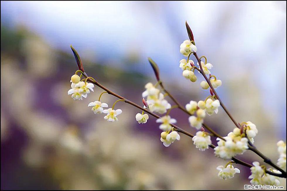 【春天，广西桂林灌阳县向您发出邀请！】米珠山前有片山苍子花在飘香 - 游山玩水 - 乌海生活社区 - 乌海28生活网 wuhai.28life.com
