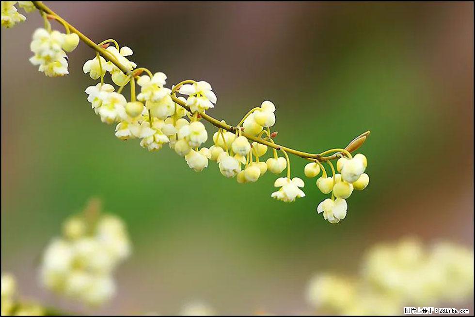 【春天，广西桂林灌阳县向您发出邀请！】米珠山前有片山苍子花在飘香 - 游山玩水 - 乌海生活社区 - 乌海28生活网 wuhai.28life.com