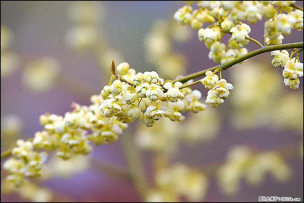 【春天，广西桂林灌阳县向您发出邀请！】米珠山前有片山苍子花在飘香 - 游山玩水 - 乌海生活社区 - 乌海28生活网 wuhai.28life.com