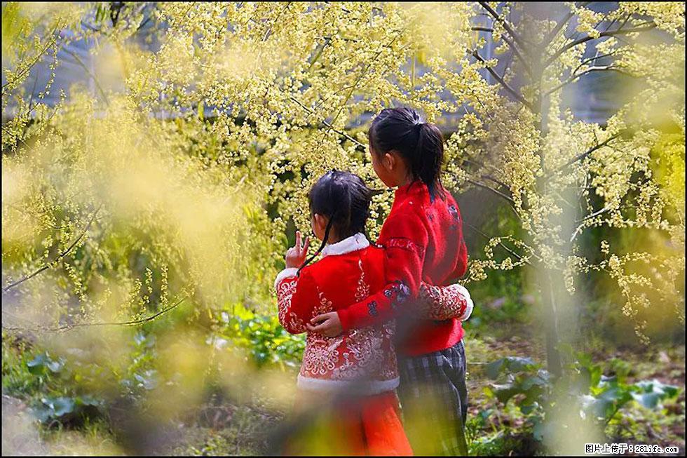 【春天，广西桂林灌阳县向您发出邀请！】米珠山前有片山苍子花在飘香 - 游山玩水 - 乌海生活社区 - 乌海28生活网 wuhai.28life.com