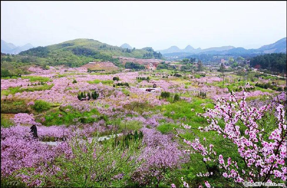 【春天，广西桂林灌阳县向您发出邀请！】官庄村有个醉美的桃花园 - 游山玩水 - 乌海生活社区 - 乌海28生活网 wuhai.28life.com