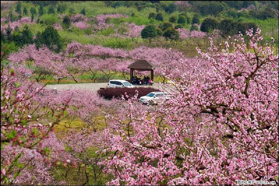 【春天，广西桂林灌阳县向您发出邀请！】官庄村有个醉美的桃花园 - 游山玩水 - 乌海生活社区 - 乌海28生活网 wuhai.28life.com