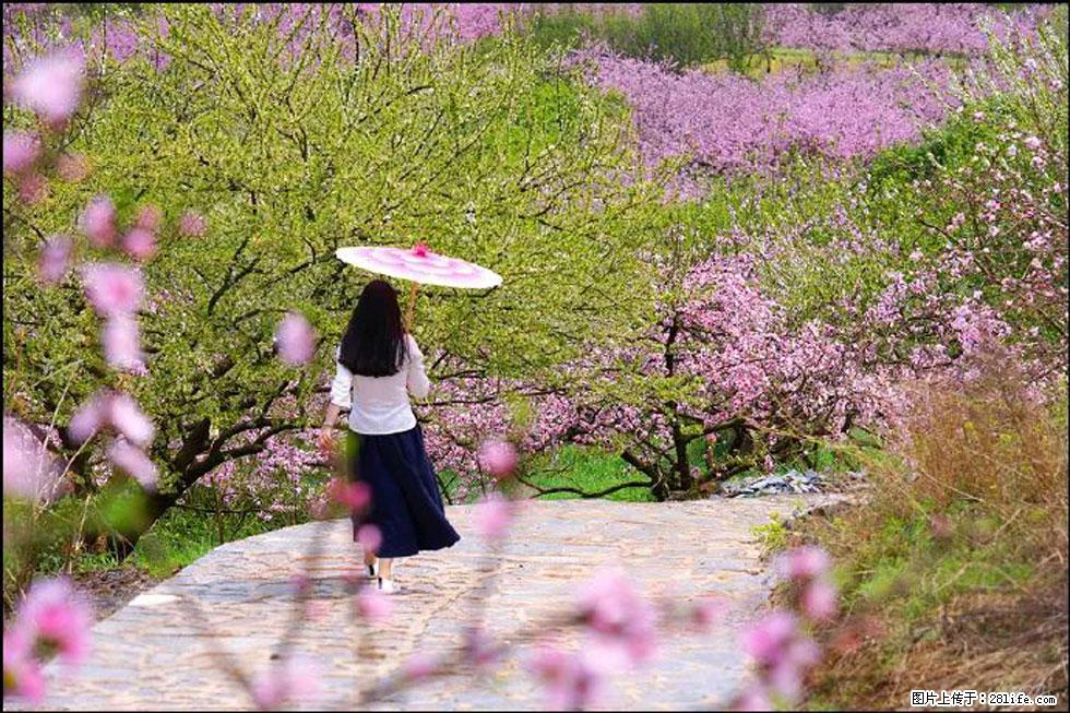 【春天，广西桂林灌阳县向您发出邀请！】官庄村有个醉美的桃花园 - 游山玩水 - 乌海生活社区 - 乌海28生活网 wuhai.28life.com