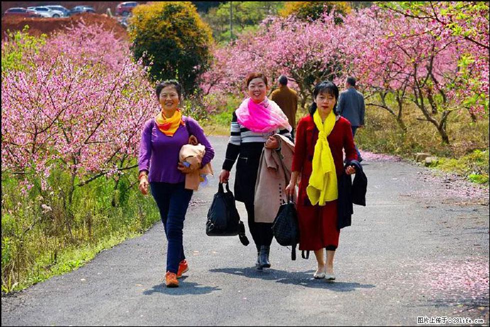 【春天，广西桂林灌阳县向您发出邀请！】官庄村有个醉美的桃花园 - 游山玩水 - 乌海生活社区 - 乌海28生活网 wuhai.28life.com