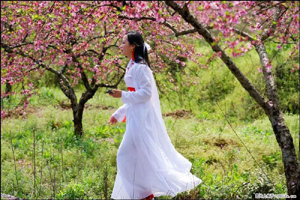 【春天，广西桂林灌阳县向您发出邀请！】官庄村有个醉美的桃花园 - 游山玩水 - 乌海生活社区 - 乌海28生活网 wuhai.28life.com