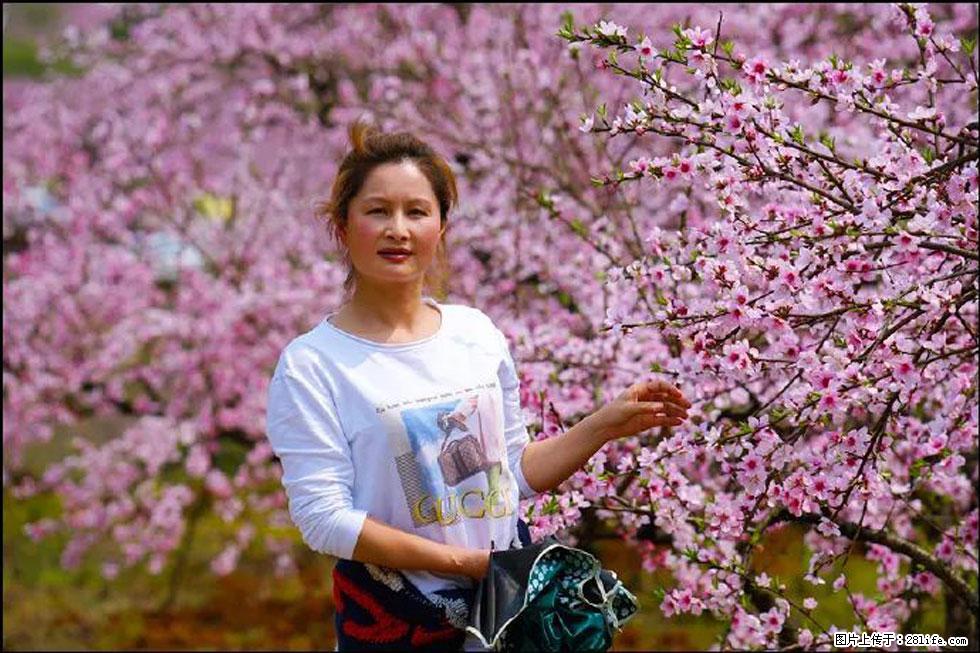 【春天，广西桂林灌阳县向您发出邀请！】官庄村有个醉美的桃花园 - 游山玩水 - 乌海生活社区 - 乌海28生活网 wuhai.28life.com