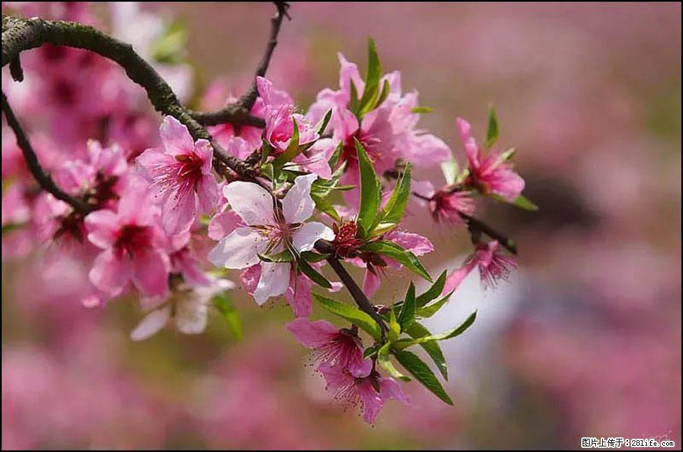 【春天，广西桂林灌阳县向您发出邀请！】官庄村有个醉美的桃花园 - 游山玩水 - 乌海生活社区 - 乌海28生活网 wuhai.28life.com