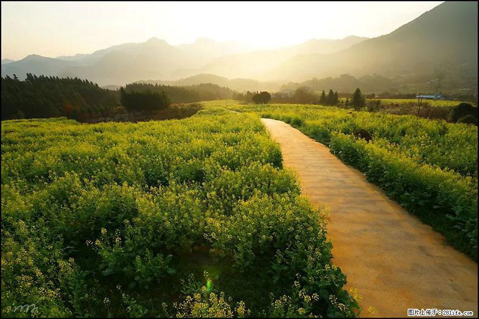 【春天，广西桂林灌阳县向您发出邀请！】长坪村油菜盛情花开 - 游山玩水 - 乌海生活社区 - 乌海28生活网 wuhai.28life.com