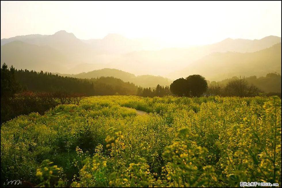 【春天，广西桂林灌阳县向您发出邀请！】长坪村油菜盛情花开 - 游山玩水 - 乌海生活社区 - 乌海28生活网 wuhai.28life.com
