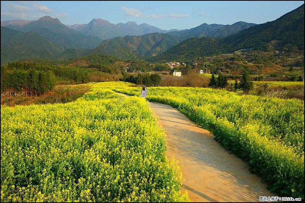 【春天，广西桂林灌阳县向您发出邀请！】长坪村油菜盛情花开 - 游山玩水 - 乌海生活社区 - 乌海28生活网 wuhai.28life.com