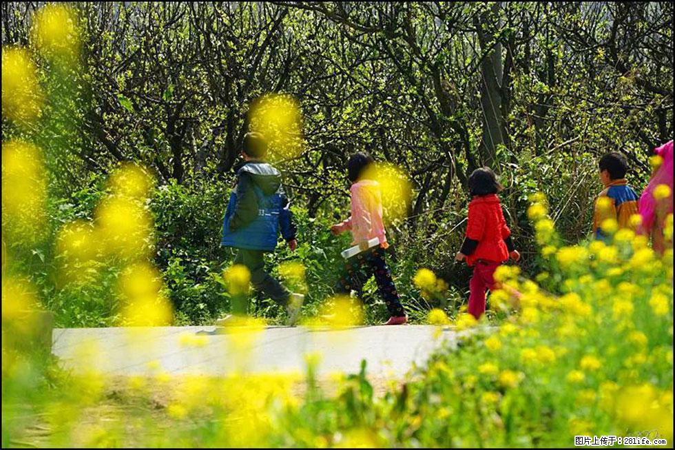 【春天，广西桂林灌阳县向您发出邀请！】长坪村油菜盛情花开 - 游山玩水 - 乌海生活社区 - 乌海28生活网 wuhai.28life.com