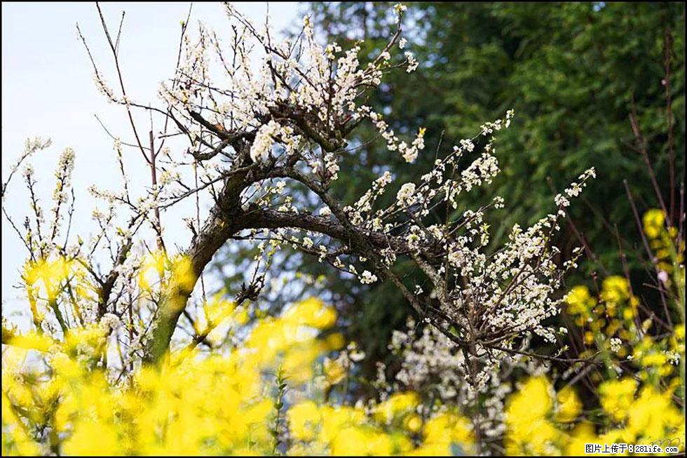 【春天，广西桂林灌阳县向您发出邀请！】长坪村油菜盛情花开 - 游山玩水 - 乌海生活社区 - 乌海28生活网 wuhai.28life.com