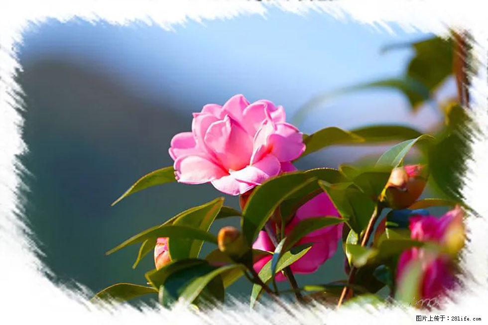 【春天，广西桂林灌阳县向您发出邀请！】杨柳井茶花惹人爱 - 游山玩水 - 乌海生活社区 - 乌海28生活网 wuhai.28life.com