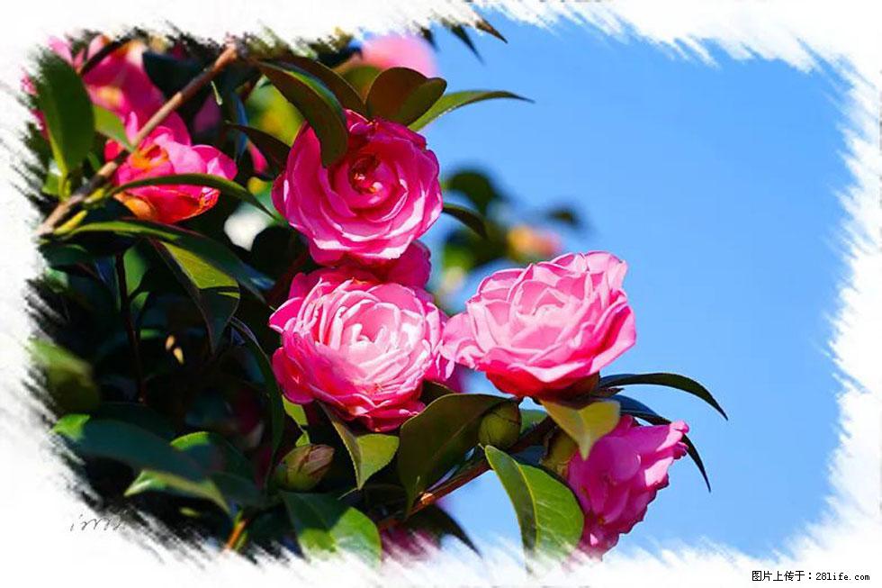 【春天，广西桂林灌阳县向您发出邀请！】杨柳井茶花惹人爱 - 游山玩水 - 乌海生活社区 - 乌海28生活网 wuhai.28life.com