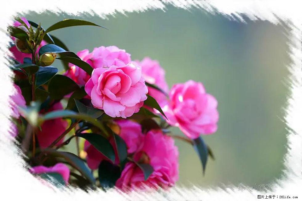 【春天，广西桂林灌阳县向您发出邀请！】杨柳井茶花惹人爱 - 游山玩水 - 乌海生活社区 - 乌海28生活网 wuhai.28life.com