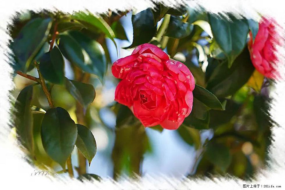 【春天，广西桂林灌阳县向您发出邀请！】杨柳井茶花惹人爱 - 游山玩水 - 乌海生活社区 - 乌海28生活网 wuhai.28life.com