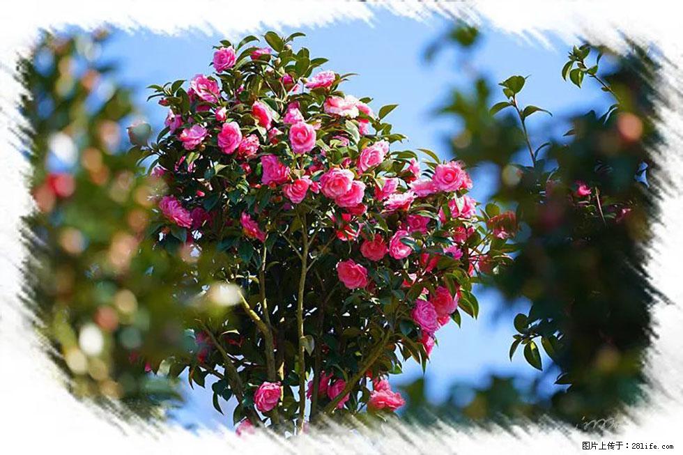 【春天，广西桂林灌阳县向您发出邀请！】杨柳井茶花惹人爱 - 游山玩水 - 乌海生活社区 - 乌海28生活网 wuhai.28life.com