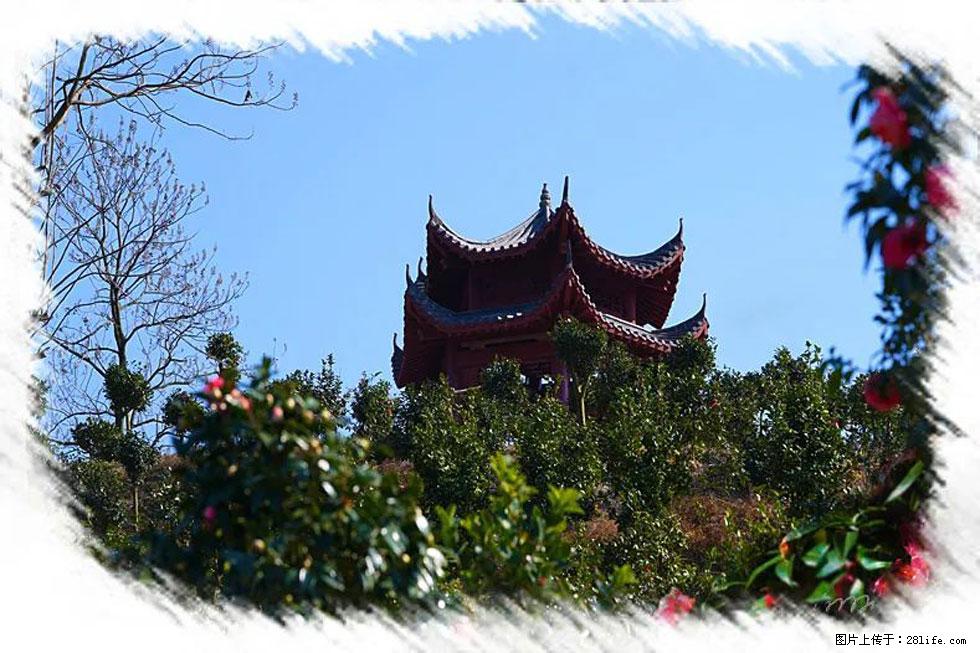 【春天，广西桂林灌阳县向您发出邀请！】杨柳井茶花惹人爱 - 游山玩水 - 乌海生活社区 - 乌海28生活网 wuhai.28life.com