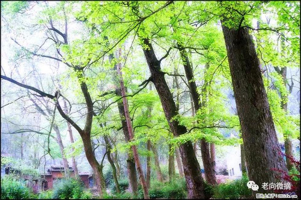 【春天，广西桂林灌阳县向您发出邀请！】在小龙村与春天约会 - 游山玩水 - 乌海生活社区 - 乌海28生活网 wuhai.28life.com