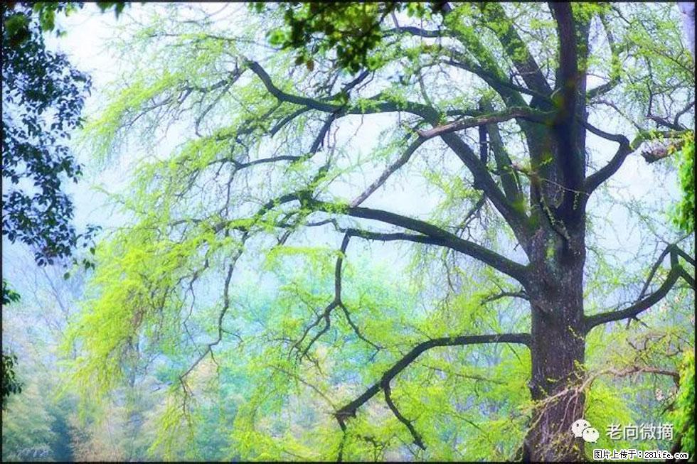 【春天，广西桂林灌阳县向您发出邀请！】在小龙村与春天约会 - 游山玩水 - 乌海生活社区 - 乌海28生活网 wuhai.28life.com