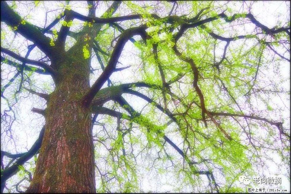 【春天，广西桂林灌阳县向您发出邀请！】在小龙村与春天约会 - 游山玩水 - 乌海生活社区 - 乌海28生活网 wuhai.28life.com