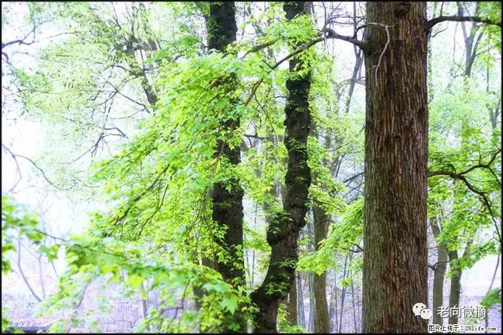 【春天，广西桂林灌阳县向您发出邀请！】在小龙村与春天约会 - 游山玩水 - 乌海生活社区 - 乌海28生活网 wuhai.28life.com