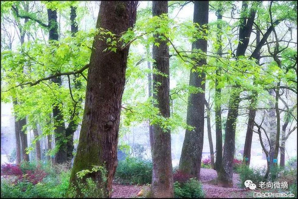 【春天，广西桂林灌阳县向您发出邀请！】在小龙村与春天约会 - 游山玩水 - 乌海生活社区 - 乌海28生活网 wuhai.28life.com