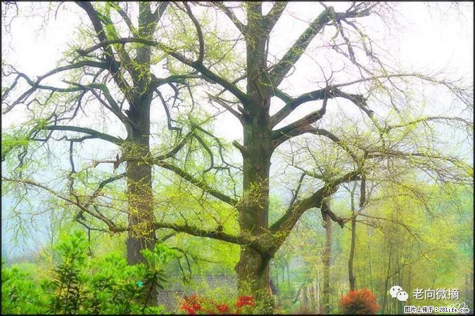 【春天，广西桂林灌阳县向您发出邀请！】在小龙村与春天约会 - 游山玩水 - 乌海生活社区 - 乌海28生活网 wuhai.28life.com