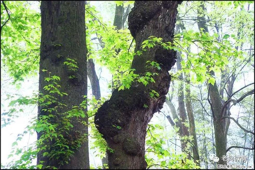 【春天，广西桂林灌阳县向您发出邀请！】在小龙村与春天约会 - 游山玩水 - 乌海生活社区 - 乌海28生活网 wuhai.28life.com