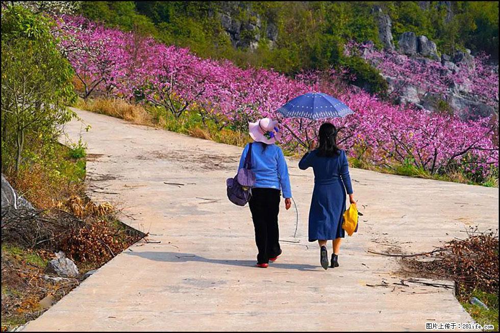 【春天，广西桂林灌阳县向您发出邀请！】望月岭上桃花开 - 游山玩水 - 乌海生活社区 - 乌海28生活网 wuhai.28life.com