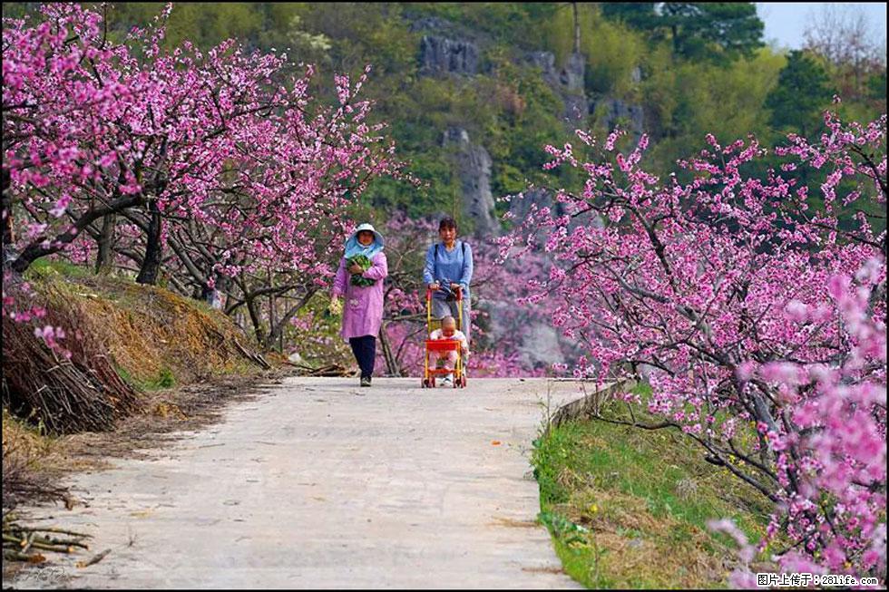 【春天，广西桂林灌阳县向您发出邀请！】望月岭上桃花开 - 游山玩水 - 乌海生活社区 - 乌海28生活网 wuhai.28life.com