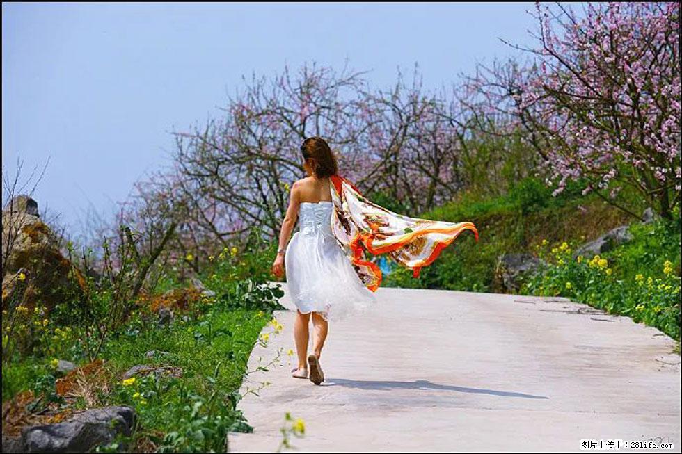 【春天，广西桂林灌阳县向您发出邀请！】望月岭上桃花开 - 游山玩水 - 乌海生活社区 - 乌海28生活网 wuhai.28life.com