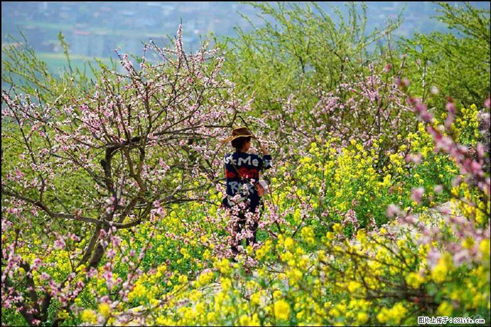【春天，广西桂林灌阳县向您发出邀请！】望月岭上桃花开 - 游山玩水 - 乌海生活社区 - 乌海28生活网 wuhai.28life.com