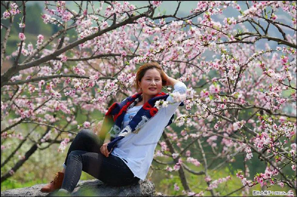 【春天，广西桂林灌阳县向您发出邀请！】望月岭上桃花开 - 游山玩水 - 乌海生活社区 - 乌海28生活网 wuhai.28life.com