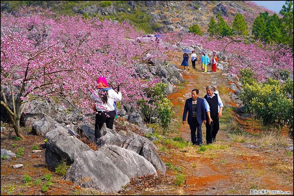 【春天，广西桂林灌阳县向您发出邀请！】望月岭上桃花开 - 游山玩水 - 乌海生活社区 - 乌海28生活网 wuhai.28life.com