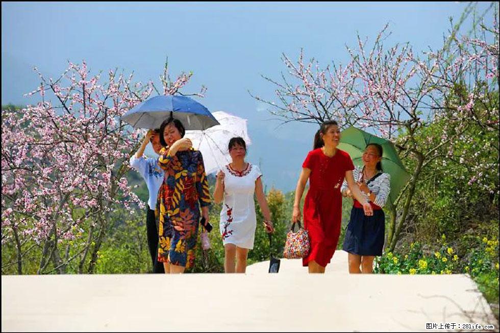 【春天，广西桂林灌阳县向您发出邀请！】望月岭上桃花开 - 游山玩水 - 乌海生活社区 - 乌海28生活网 wuhai.28life.com
