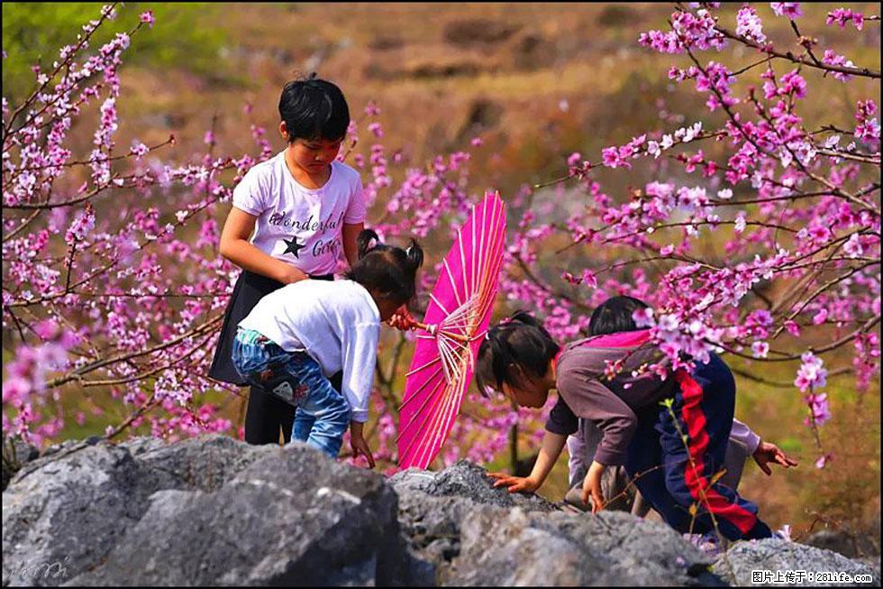 【春天，广西桂林灌阳县向您发出邀请！】望月岭上桃花开 - 游山玩水 - 乌海生活社区 - 乌海28生活网 wuhai.28life.com