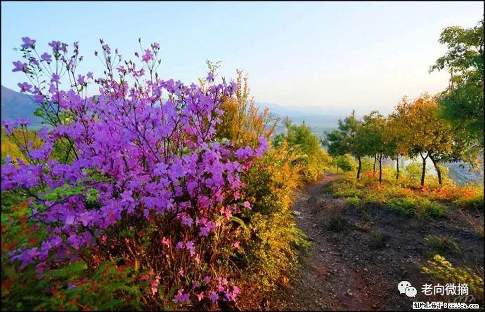 【春天，广西桂林灌阳县向您发出邀请！】登麒麟山，相约映山红 - 游山玩水 - 乌海生活社区 - 乌海28生活网 wuhai.28life.com